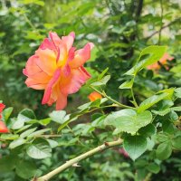 ,,, :: Сергей Тимоновский