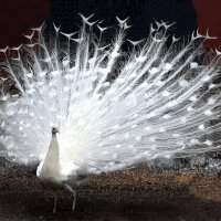 Павлин :: Oleg4618 Шутченко Павлин :: Oleg4618 Шутченко