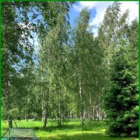 Люблю берёзку русскую... :: Ольга Довженко