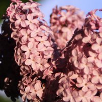 Вам сирень теплотой розоватою платит... :: Татьян@ Ивановна