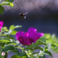 шмель и шиповник :: Lyubov Busova