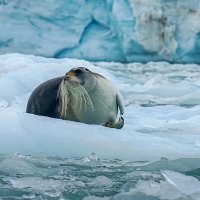 Морской заяц :: Aleksey Afonin