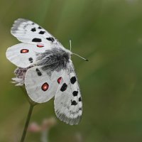 Аполлон :: Лилия .