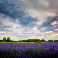 Люпиновый вечер за городом :: Алексей Трифонов