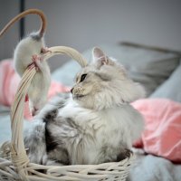 Кот и мышь :: Александр 
