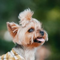 Гав :: Aleksey Zaikin