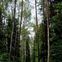 Лето оно и есть лето :: Тамара Вебер