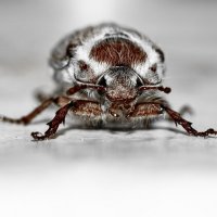 May Bug | 10 :: Sergey Sonvar May Bug | 10 :: Sergey Sonvar