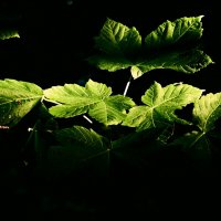 Летние этюды 30 :: Алексей Кузнецов