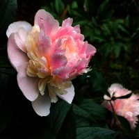 *** :: Владимир Безбородов