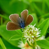 опять про бабочек 28 :: Александр Прокудин