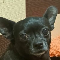 Буся :: Татьяна Пальчикова