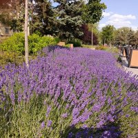 Лаванда :: Татьяна Пальчикова Лаванда :: Татьяна Пальчикова