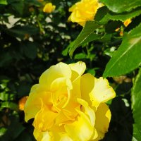 Желтая :: Татьяна Пальчикова