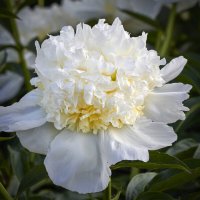 Пион Снежная гора :: Минихан Сафин