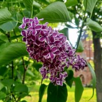 Сирень :: Сапсан 