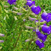 Колокольчики :: Милешкин Владимир Алексеевич 