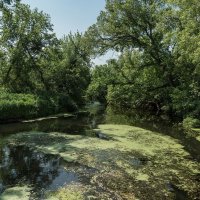 Красота цветущей оды :: Леонид Соснин