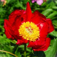 Пион лекарственный(Paeonia officinalis) :: Aida10 