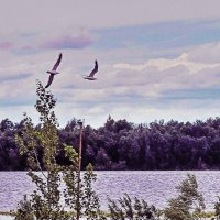 Июнь...Сизые чайки на рыбной ловле! :: Владимир Июнь...Сизые чайки на рыбной ловле! :: Владимир