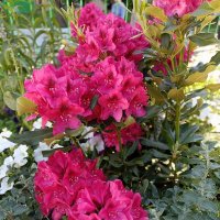 время цветов :: Галина R...