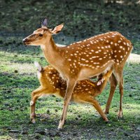 Олень :: SanSan 