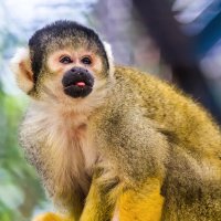 Саймири :: SanSan 