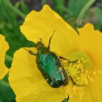 В объективе микромир (серия) :: Любовь Сахарова В объективе микромир (серия) :: Любовь Сахарова