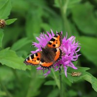 В объективе микромир (серия) :: Любовь Сахарова
