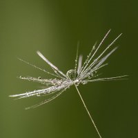 Капелька :: Андрей Пристяжнюк Капелька :: Андрей Пристяжнюк