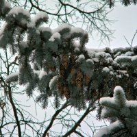 Хвоя :: Роман Савоцкий