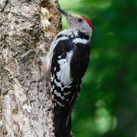 Средний пёстрый дятел :: Лина 