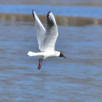 Озёрная чайка :: Константин Анисимов