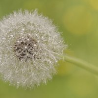 Одуванчик :: Андрей Пристяжнюк