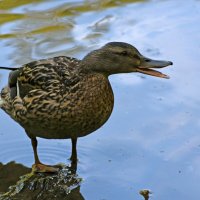 Весна в Ботаническом... Утица. :: Наташа ***** Весна в Ботаническом... Утица. :: Наташа *****