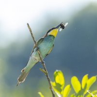 щурки :: юрий макаров щурки :: юрий макаров