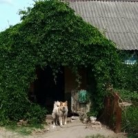 *** :: Валентина Береснева