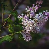 Сирень :: Владимир Кроливец