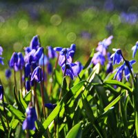 Вспоминая весенние деньки :) :: Татьян@ Ивановна Вспоминая весенние деньки :) :: Татьян@ Ивановна