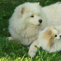 Неразлучницы... :: Нэля Лысенко