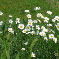 Нивяник обыкновенный :: Рита Симонова