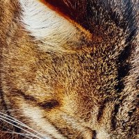 Сны со вкусом клубники... :: Леонид Абросимов