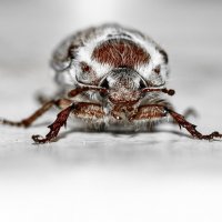 May Bug | 11 :: Sergey Sonvar