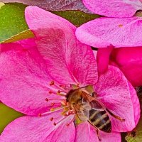 Труженица :: Михаил Свиденцов