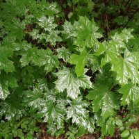 Боровое :: Александр Ш Боровое :: Александр Ш