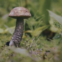 Гриб :: Эдуард Куклин