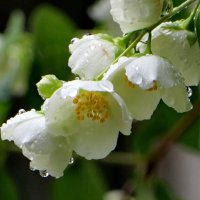 Жасмин под дождем :: Александр Чеботарь Жасмин под дождем :: Александр Чеботарь