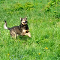 Собака улыбака. :: Марина Никулина Собака улыбака. :: Марина Никулина