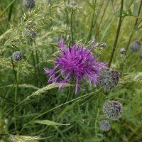 Полевые цветы...... :: Галина 