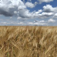 Июнь. Зреют хлеба :: Валерий Ткаченко